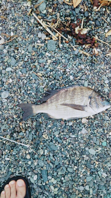 だんご釣りからの、 、、