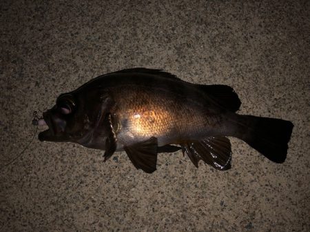 二見メバリング23