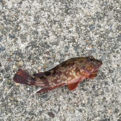 ファミリーフィッシング