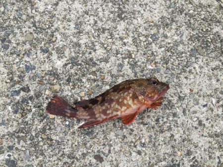 ファミリーフィッシング