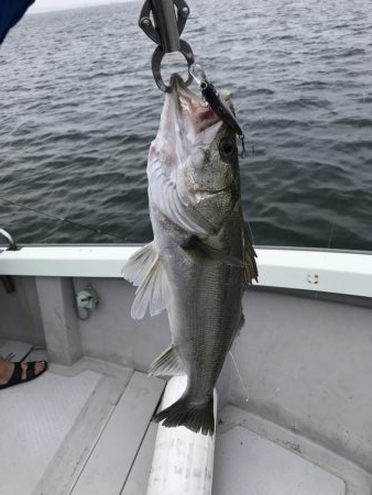 ボートシーバス