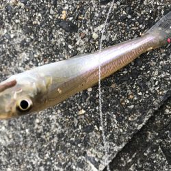 大物は次回に期待