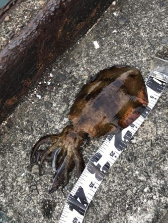 朝まずめの連続ヒット