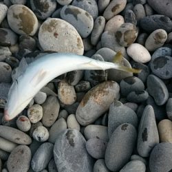 七里御浜ライトショアジギング