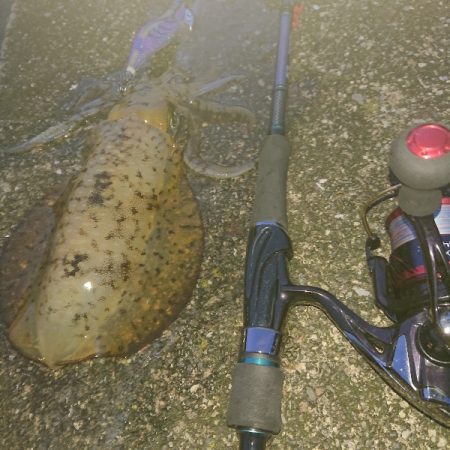 また秋イカが釣れたけどまあいーか