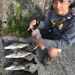 50チヌ4匹、釣れすぎ！腕いたい(笑)
