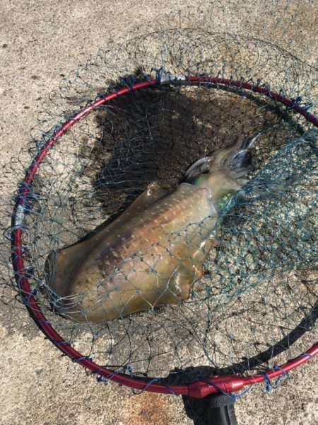 今週も行ってきました。