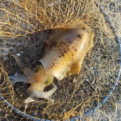 昨日に続き今日も粘ってきました。