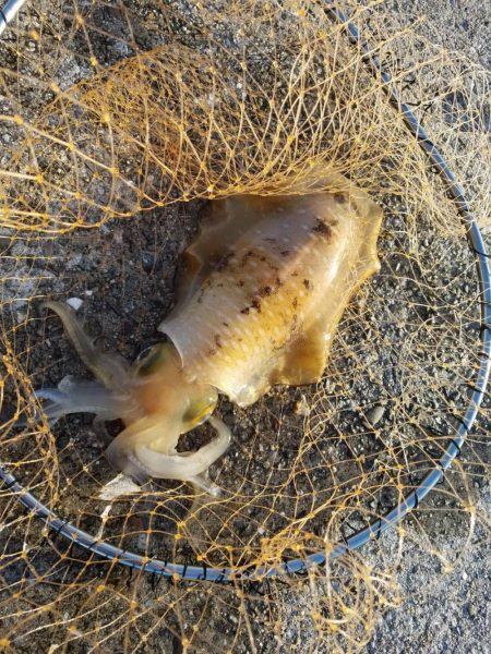 昨日に続き今日も粘ってきました。