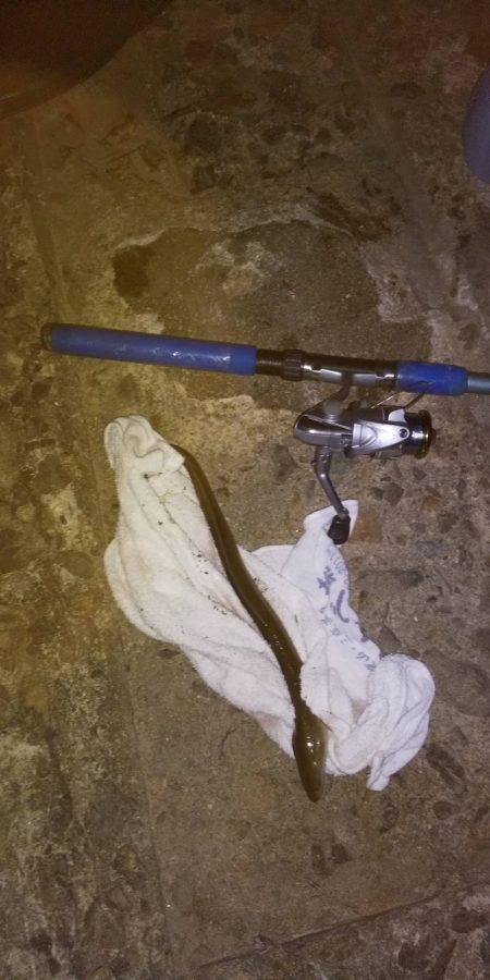 今年初うなぎ！