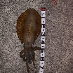 雨が降る前に、行ってきました。