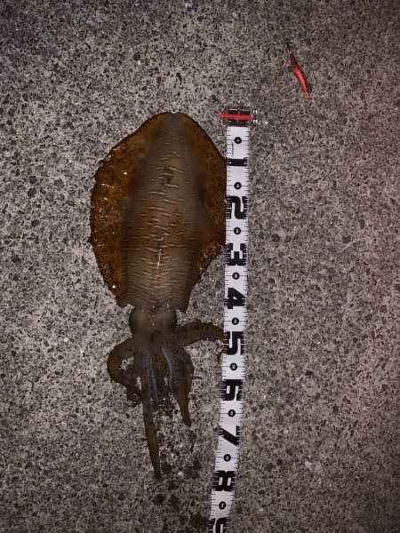 雨が降る前に、行ってきました。