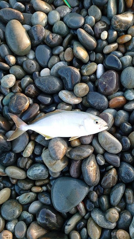 七里御浜ライトショアジョギング