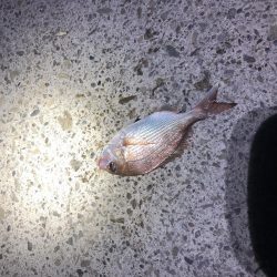 夜の小物釣り