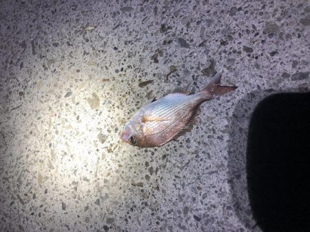 夜の小物釣り