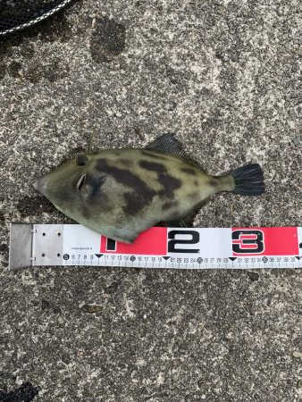 アジングのつもりが