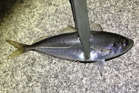 アジ探せず・・・