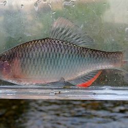 北摂 ヤリタナゴ釣り