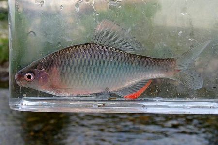 北摂 ヤリタナゴ釣り