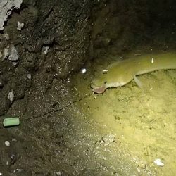 ウナギ＆テナガエビ