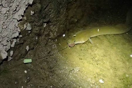 ウナギ＆テナガエビ