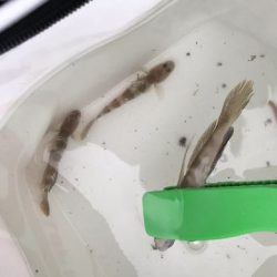 アジ探しが五目釣りに