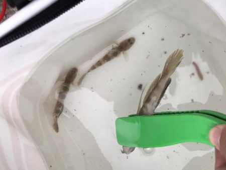 アジ探しが五目釣りに