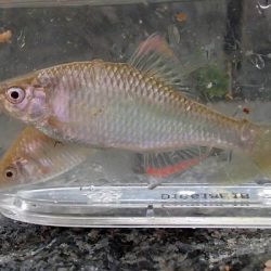 北摂 ヤリタナゴ釣り(2)