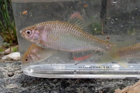 北摂 ヤリタナゴ釣り(2)