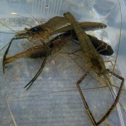 散歩がてらにテナガエビ釣り