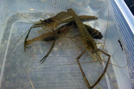 散歩がてらにテナガエビ釣り