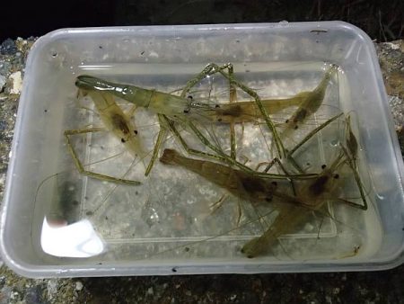 テナガエビ 活性高い