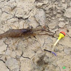 メスのみ活性高い 手長エビ