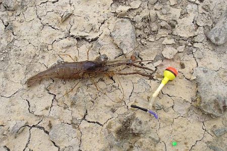 メスのみ活性高い 手長エビ