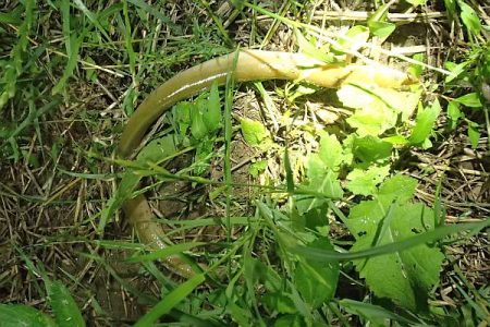 ウナギ＆手長エビ 2