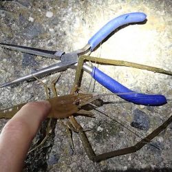 夕方の手長エビ＆ウナギ