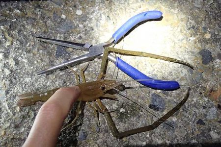 夕方の手長エビ＆ウナギ