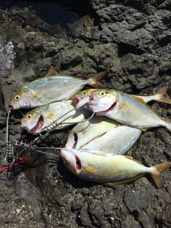 シーバスタックル ブンブン