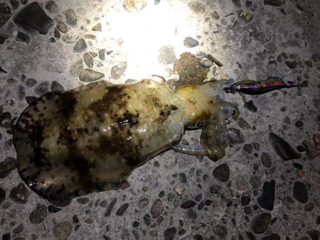 エギングとタモでトビウオ