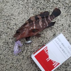 この場所で初めてのロックフィッシング