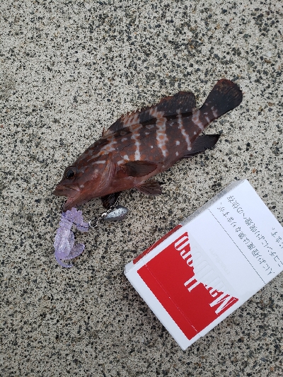 この場所で初めてのロックフィッシング