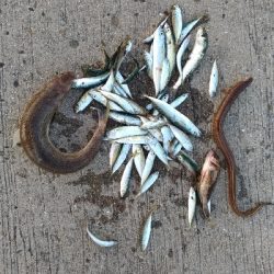 6/1釣果アナゴガシラ豆アジエソ小サバアカエイキス