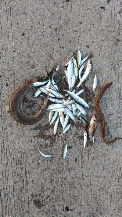 6/1釣果アナゴガシラ豆アジエソ小サバアカ…