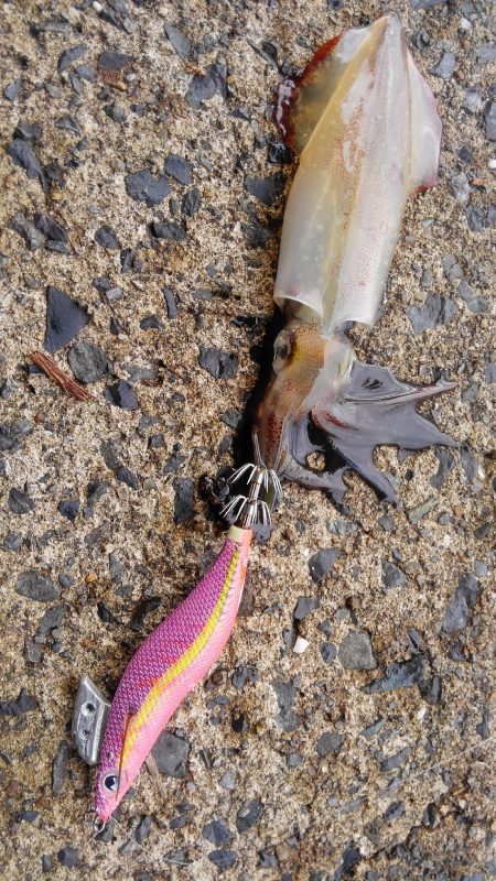 ケンサキ初ヒット～⤴