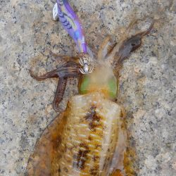 ちいさい秋みぃつけた～