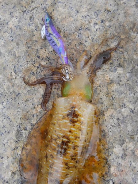 ちいさい秋みぃつけた～