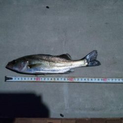 3目達成　~辰巳橋付近~