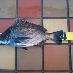 粘りの1匹　辰巳橋付近