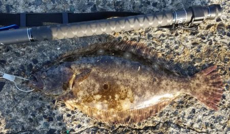 岡山、西脇漁港周辺にてヒラメ4連続GET