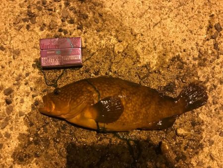 アコウとちゃりこ